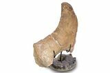 Plesiosaur Ischium Bone on Ammonite Stand - Asfla, Morocco #277035-1